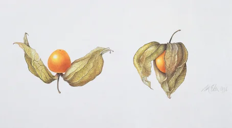 ケープグーズベリー（Physalis peruviana）1996（紙にトイレ）